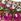 Pink Aela Rhinestone Stretch Wristwear Bracelet