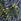 Pressed Fern Maritime - Tunică cu text Seasalt Cornwall Wreathe Jerseu