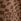 Tan Leopard Print Pull On Wide Trousers (3mths-7yrs)