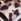Leopard - Linzi Archive Flatform Sandals With Buckle Straps