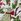 Christmas Cath Kidston Zip-up 100% Cotton Purse