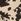 Cow Print Tie Front Long Sleeve Blouse