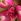 Rose And Alstroemeria Fresh Flower Letterbox Bouquet