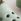Green Clogs