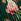 Verde imprimeu floral - Love & Roses Printed Guler rotund Plisat Mânecă lungă Midi Rochie