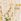 White Ecru Floral Print Love & Roses Broderie Crew Neck Shell Top