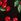 Schwarz/Kirsch - Love & Roses Print Flutter Sleeve V-neck Blouse