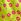 Lime Green Cherries Victoria's Secret Pink Short Pyjama Bottoms