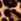 Leopard Forever Comfort® Leather Pointed Toe Slingback Heels
