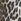 Leopard Print 100% Cotton Denim Shorts