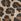 Animal Converse Eva Lift High Top Junior Trainers
