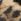 Brown River Island Leopard Print Buckle Sling Court Shoes