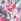 Pink Seasalt Cornwall Larissa 100% Cotton Shirt