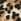 Leopard Carvela Santiana Trainers
