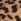 Brown Novo Arianna Chain Shoulder Bag