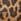 Animal Ariat Selene Suede Driving Moccasin Brown Shoes