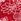 Red Love & Roses Floral Embroidered Notch Neck Blouse