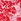 Red Roman Petite Ditsy Floral Midi Dress