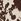 Mono Cow Print Friends Like These Satin Maxi Skirt