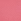 Fuschia Begonia Pink
