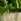 Patch Pippa Peace Lily Fracture Pot