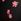 Black Victoria's Secret Pink Hibiscus Embroidery Bra