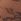 초콜릿 브라운 - Floral Lace Pattern Tights 1 Pack