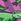 Bright Pink/Blue Animals Pattern Regular A-front Boxers