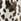 Cow print Wide Leg Trousers (3-16yrs)