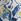 Blue Seasalt Cornwall Larissa 100% Cotton Shirt