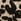 Animal Blowfish Malibu Regular Fit Chillin Shr Chelsea Black Boots