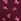 Purple Rose Dog Print Victoria's Secret Pink No Show Knickers