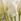 Scottish Everlastings Ltd Artificial Tulip Bundle