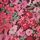 Pink Floral