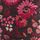 Pink/Red Ditsy Floral