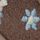 Chocolate Brown Daisy
