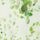 Springtime Leaves Green