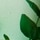 Eucalyptus Spearmint