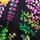 Black Floral