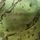 Moss