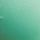 Eucalyptus