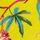 Aracia أصفر