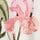 Botanical Floral