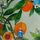 Green Oranges