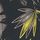 Protea Charcoal