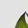 Caspian Lime