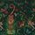 Bosque Dreams Forest Wp