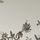Cloud Forest Ivory W
