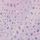 Purple Foil