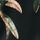 Black Palm Print